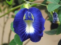 butterfly-pea-flower